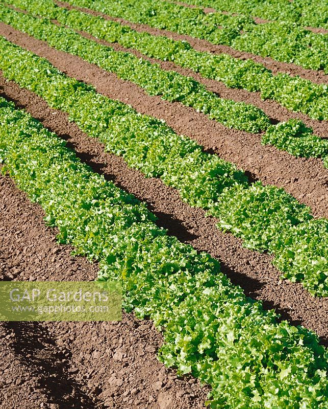 Salat - Feld / Lettuce field Green Salad Bowl