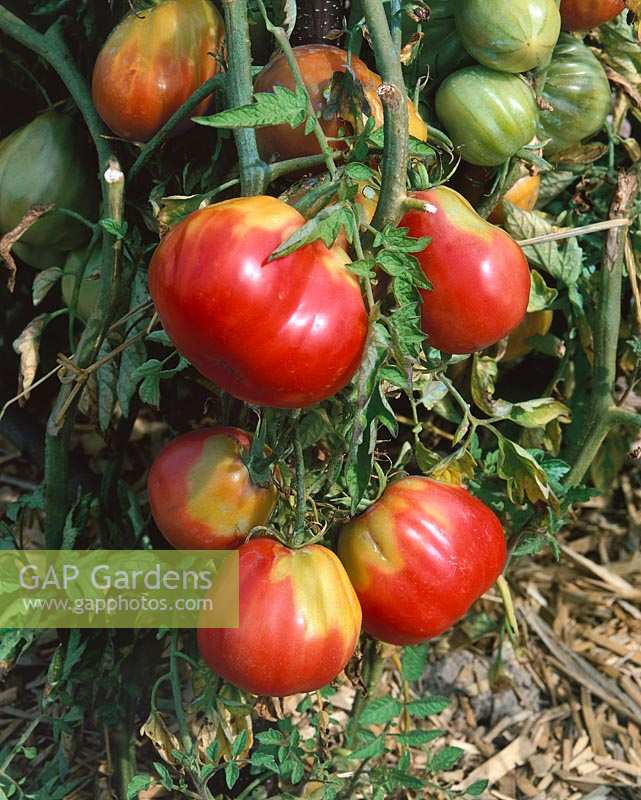 Tomate/Lycopersicon esculentum Peche