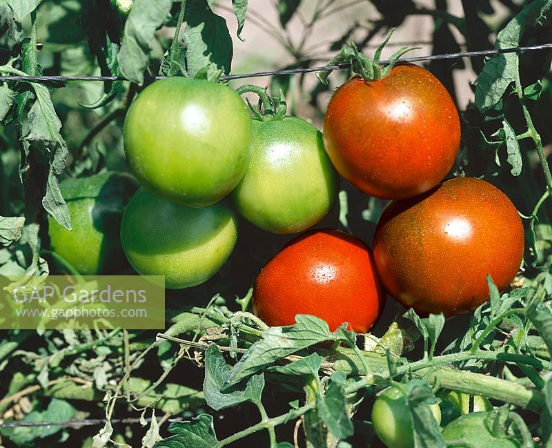 Tomate / Lycopersicon esculentum Noire de Russie