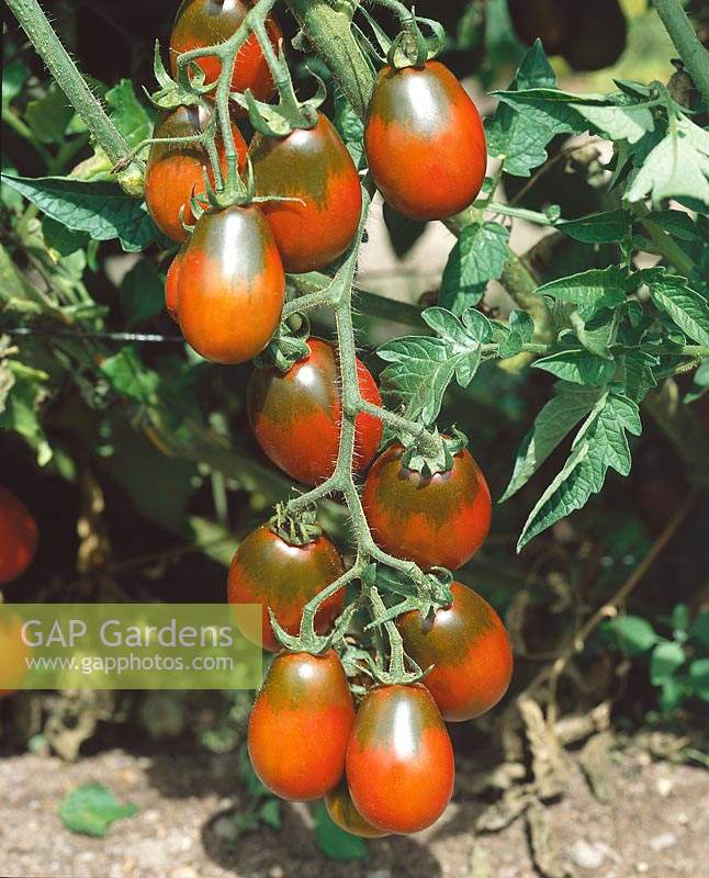 Tomate / Lycopersicon esculentum Black Plum