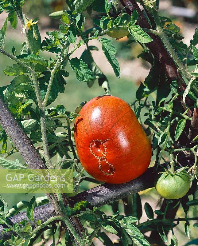 Tomate / Lycopersicon esculentum Noire de Crimée