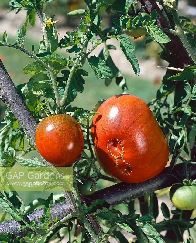 Tomate / Lycopersicon esculentum Noire de Russie (petite), Noire de Crimée (grosse)