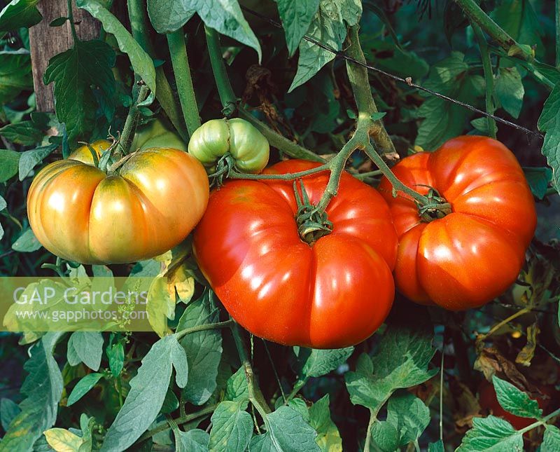 Tomate / Lycopersicon esculentum Grosse Plate du Portugal
