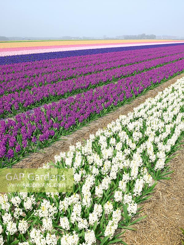 Field with Hyacinthus mixed