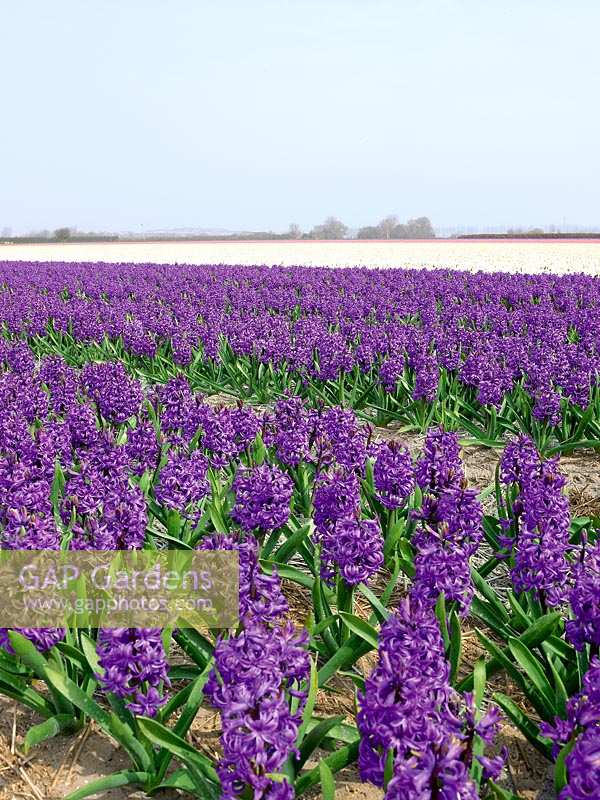 Field with Hyacinthus blue