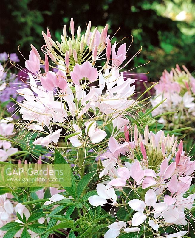 CLEOME SPINOSA ROSE QUEEN / SPIDERPLANT
