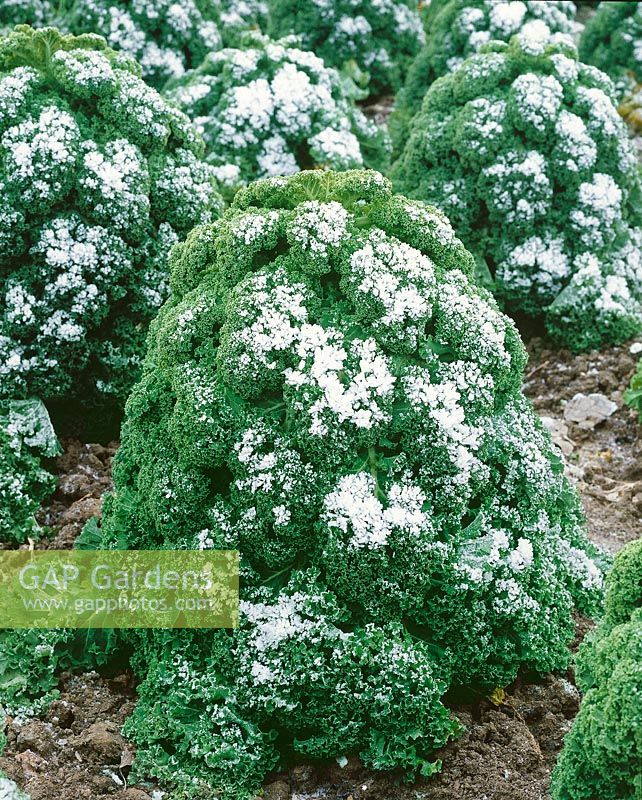 Brassica oleracea var. sabellica in winter