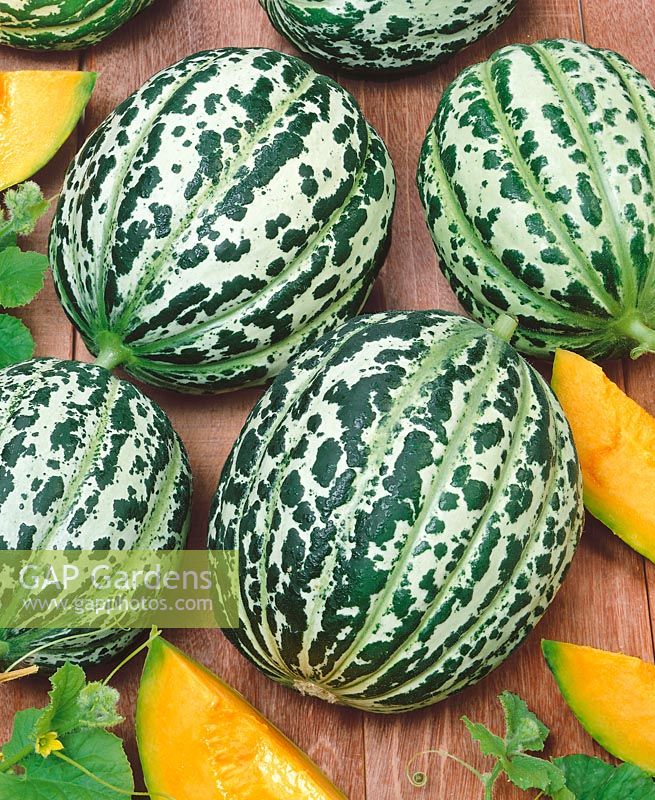 Melone / Cucumis melo Oranje Ananas
