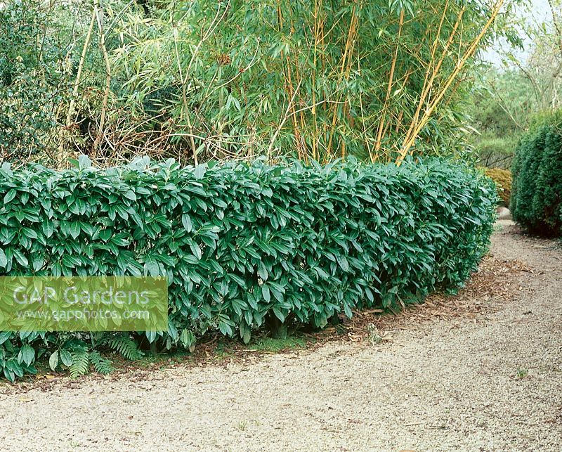 Prunus laurocerasus Caucasica, hedge