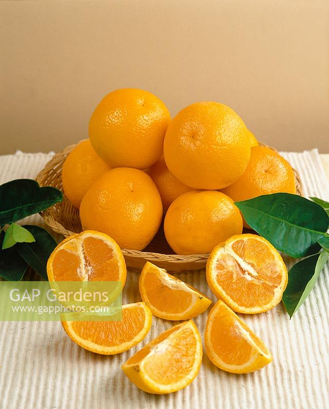 Orange / Citrus sinensis Valencia