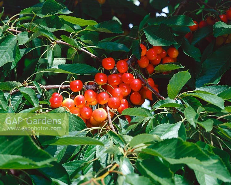 Kirsche / Prunus avium Amber