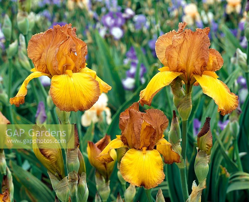 Iris x germanica Gaylight