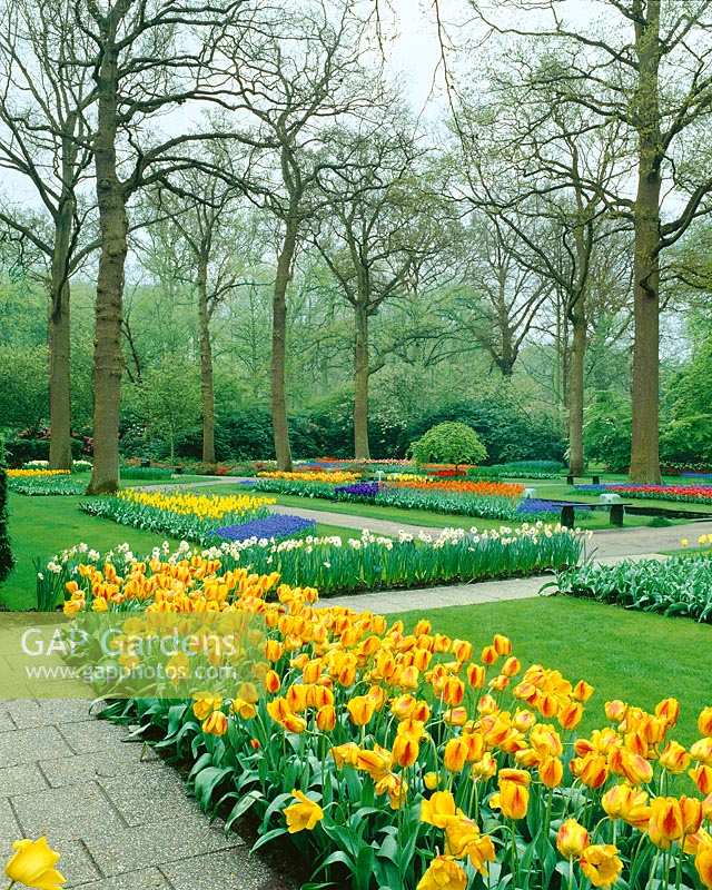 Frühlingsstimmung mit Blumenzwiebeln im Park