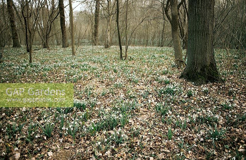Frühlingserwachen im Wald / spring in the forest / Galanthus nivalis