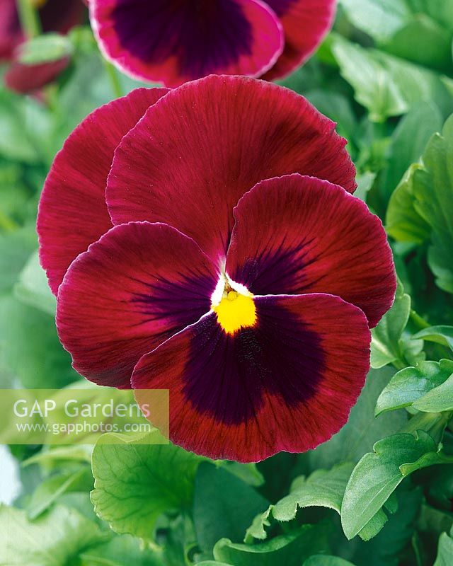 Viola x wittrockiana Swiss Giant Colossus Red
