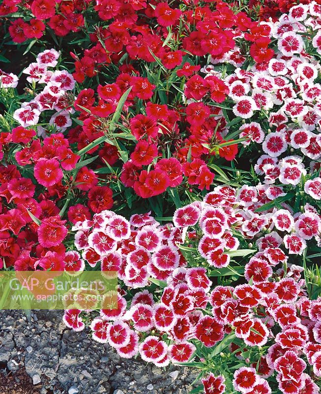 DIANTHUS Ideal Sweetheart mixed