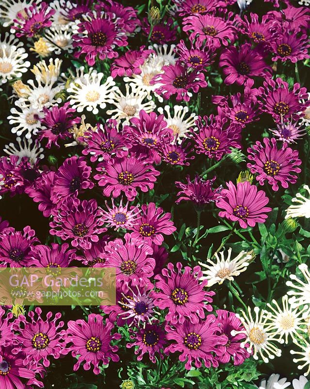 Osteospermum ecklonis Cape Daisy Nasinga Purple