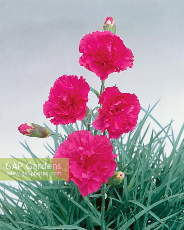 Dianthus caryophyllus Garden Pinks Houndspool Ruby pink
