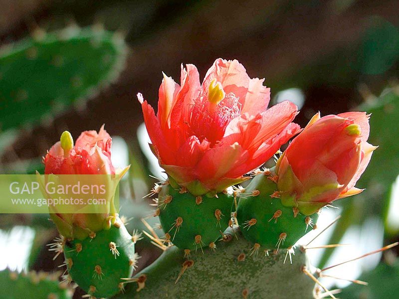 Opuntia red