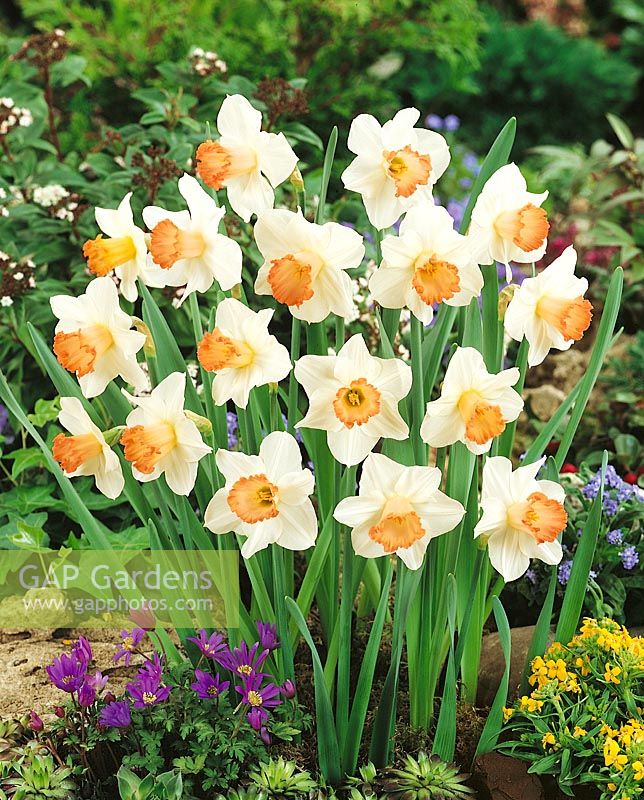 Narcissus - Small Cupped (KN) Gourmet
