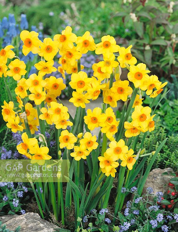 Narcissus tazetta Hoopoe