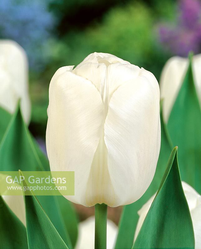 Tulipa Triumph White Ideal
