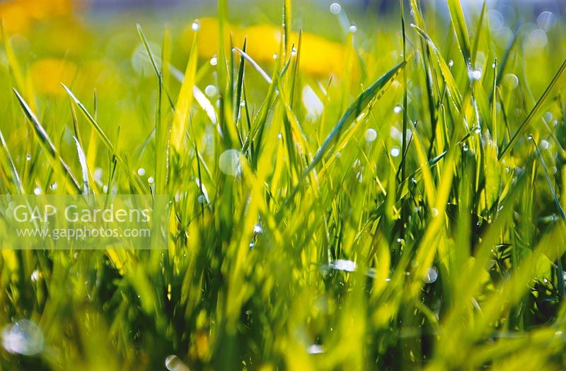 Impression / close-up view of grass