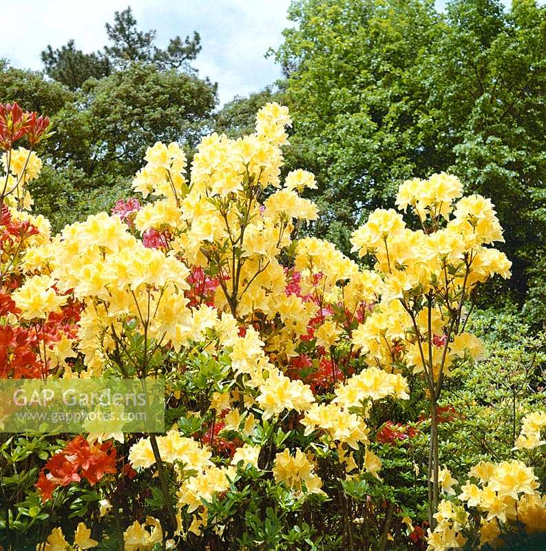 Rhododendron molle