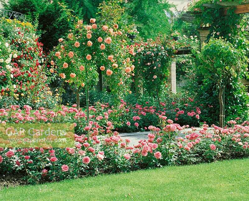 View in the rosegarden