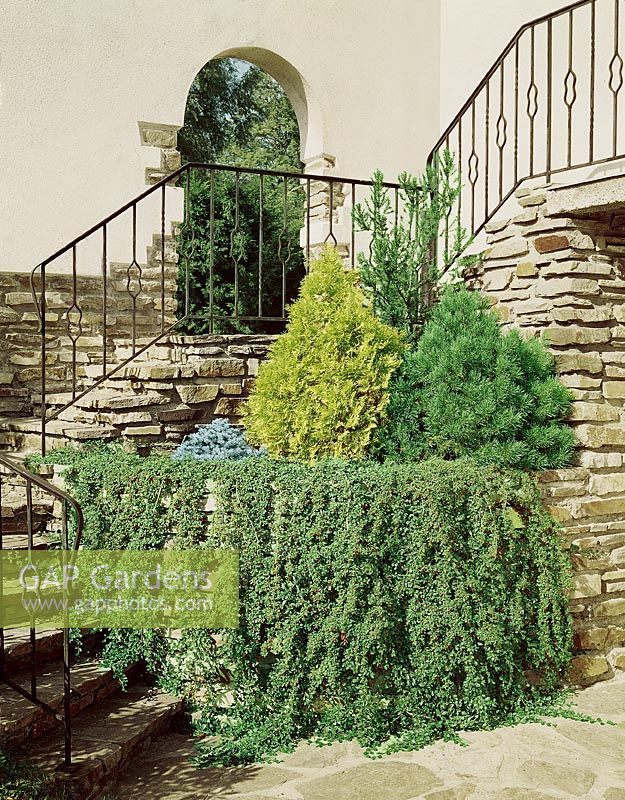 Stairway with Coniferes and Cotoneaster