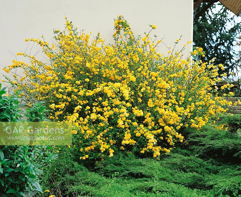 Kerria japonica Pleniflora