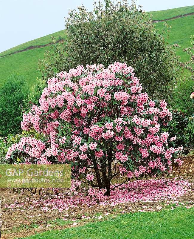 Rhododendron Mrs. G.W. Leak