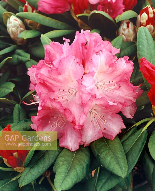 Rhododendron Grune Borg