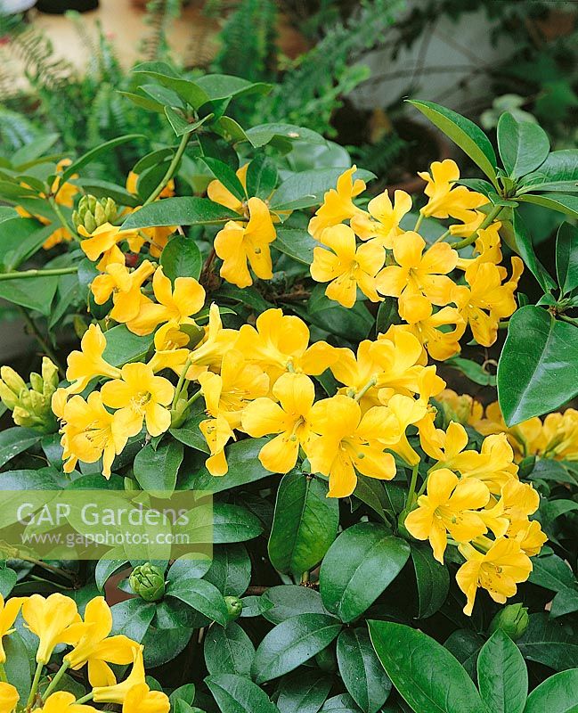 Vireya Rhododendron Thai Gold