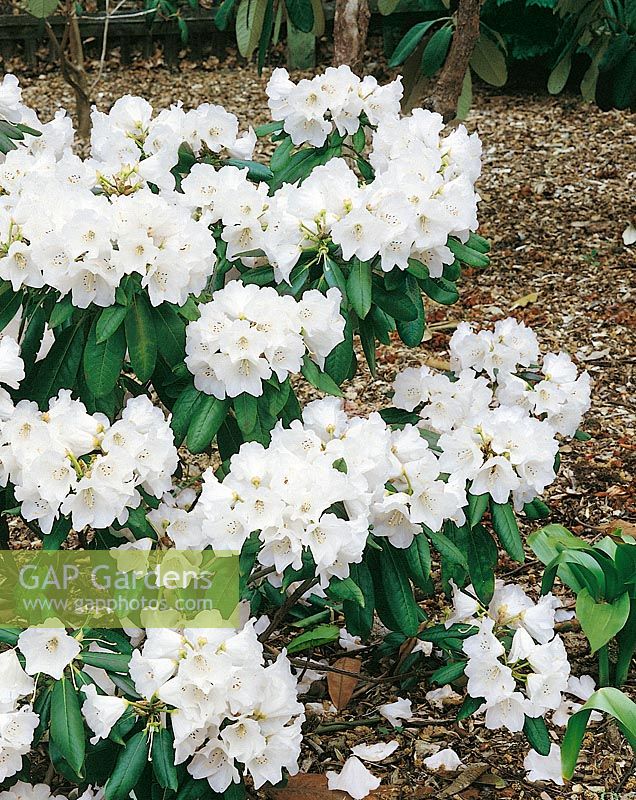 Rhododendron Georgette