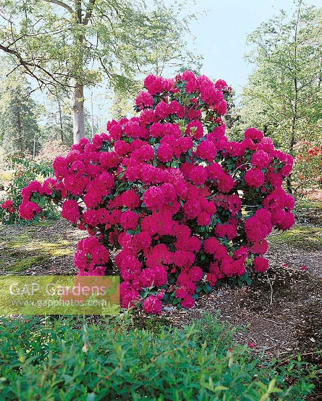 Rhododendron Rudolf Frimmel
