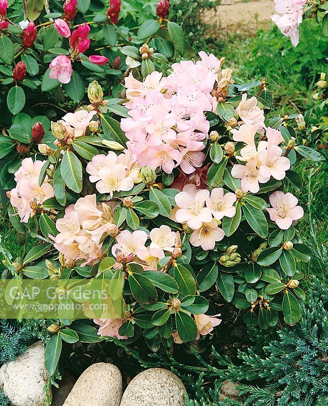 Rhododendron Alison Johnstone