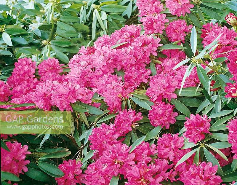 Rhododendron rose