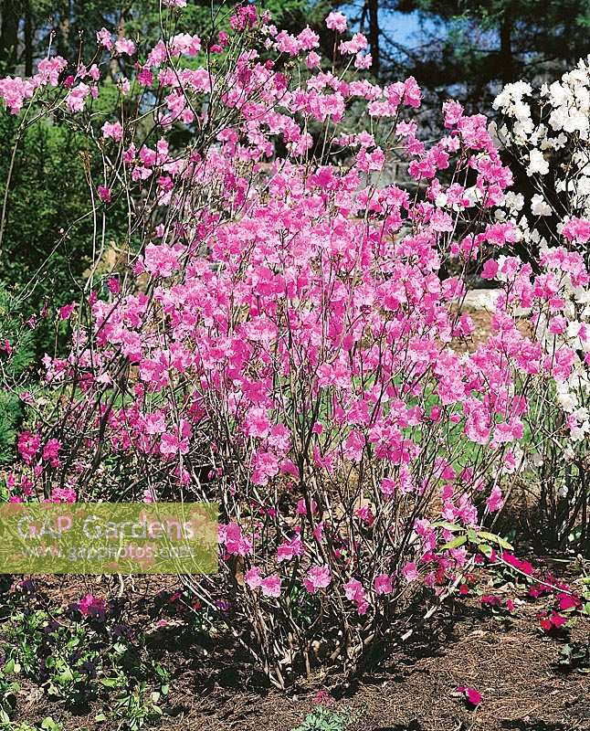 Rhododendron mucronulatum Cornell Pink