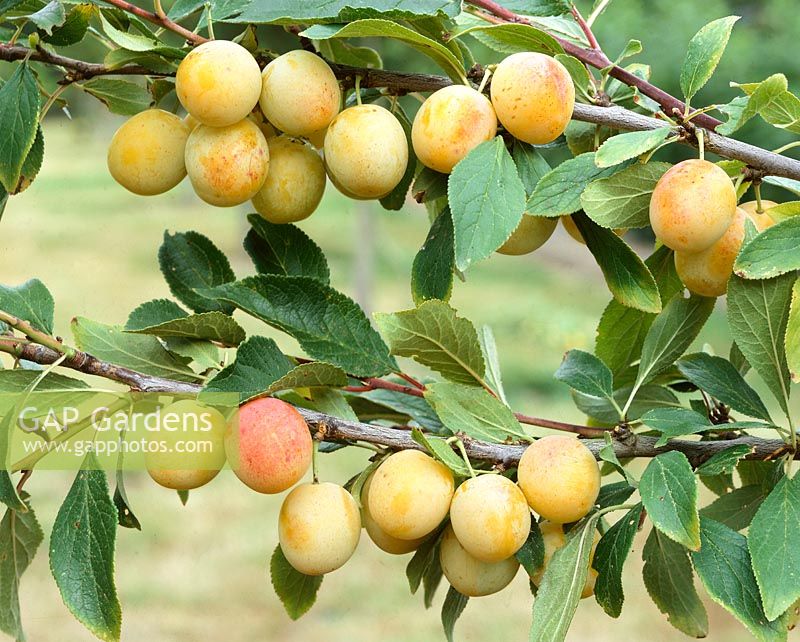 Prunus domestica Mirabelle de Nancy