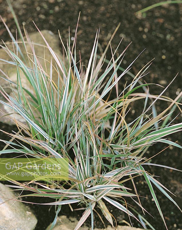 Calamagrostis x acutiflora Overdam