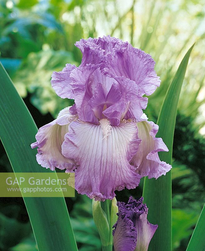 Iris x germanica Fabulous Frills