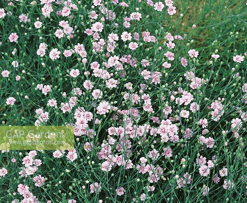 Petrorhagia saxifraga Pleniflora Rosea