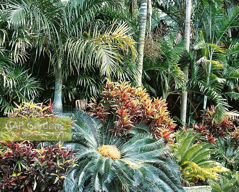 Mediterranean Tropischer Garten / garden tropical
