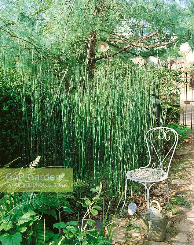 Garden scene with Equisetum hyemale