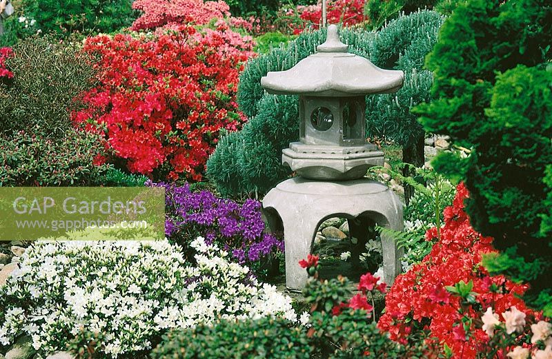 Japanischer Garten mit Azaleen / Japanese garden with azaleas