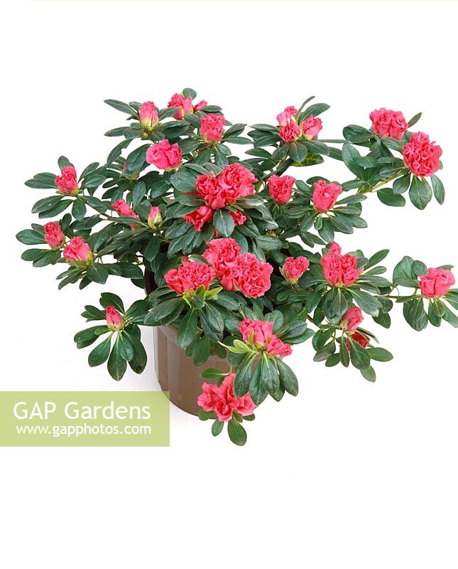 Rhododendron Knut Erwen