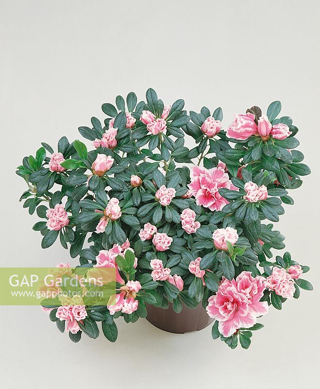 Rhododendron simsii De Waele's Favorite