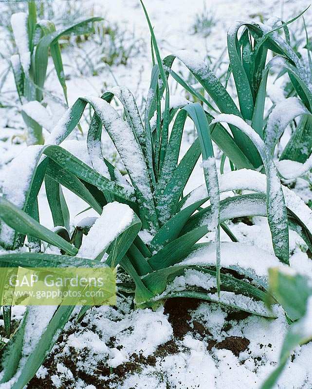 Allium porrum var. porrum im Schnee