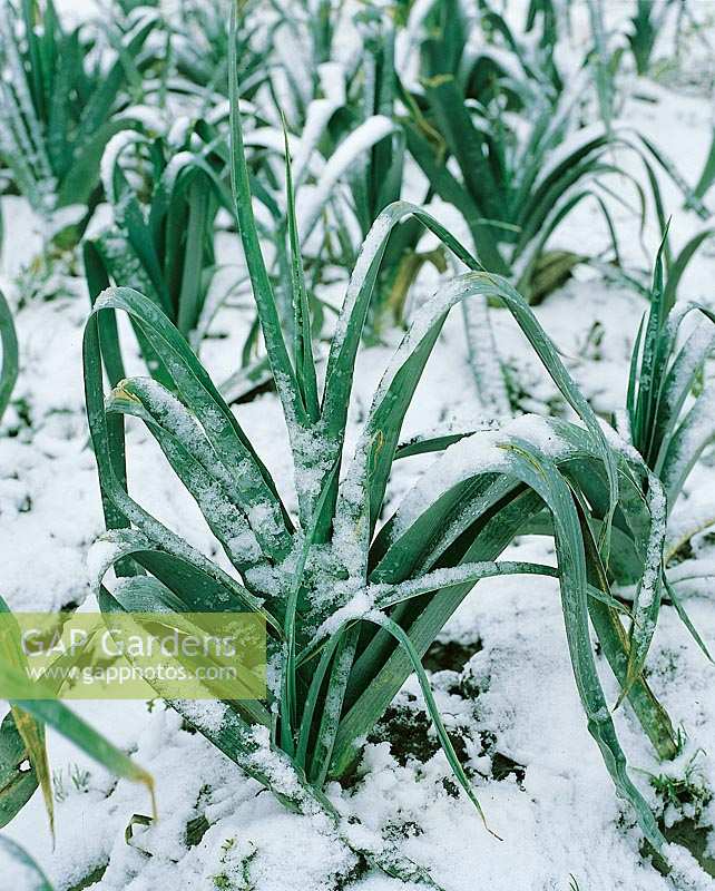 Allium porrum var. porrum Krystina in snow